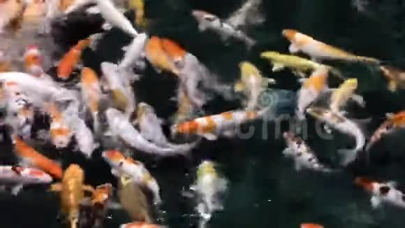 许多锦鲤鱼在暗水中活动视频的预览图
