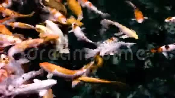 许多锦鲤鱼在暗水中活动视频的预览图