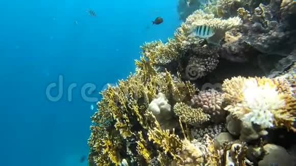 美丽的珊瑚礁在红海与许多惊人的鱼视频的预览图