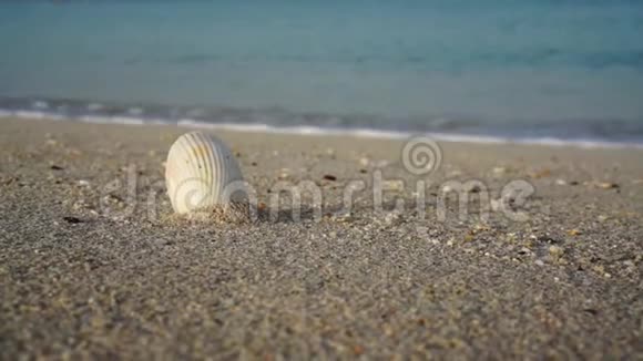 沙滩上的贝壳以海为背景的旅游理念视频的预览图