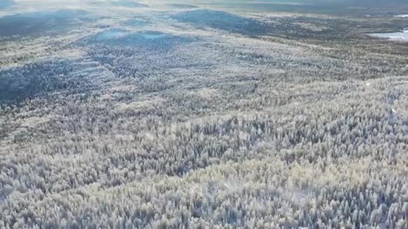 冬季带针叶林高地的俯视图录像白雪覆盖的茂密针叶林的美丽全景视频的预览图