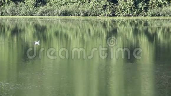 海鸥在河上游泳视频的预览图