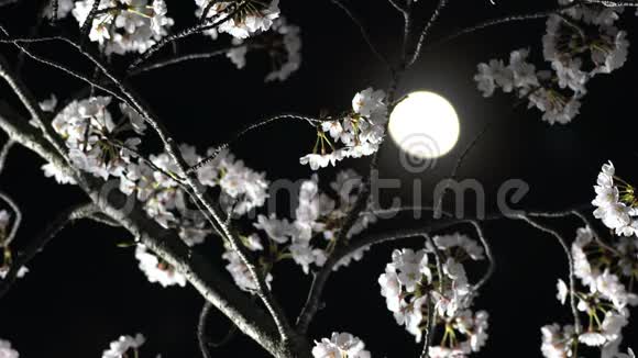 樱花或月下盛开的樱花视频的预览图