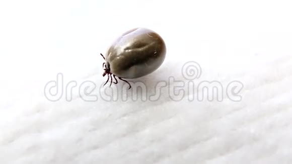寄生虫蜱视频的预览图