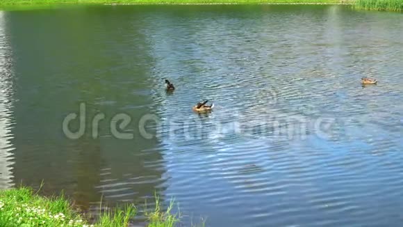 三只鸭子在池塘里游泳鸭子用羽毛做包皮视频的预览图