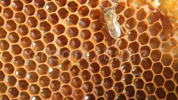 黄蜂蜂巢视频的预览图