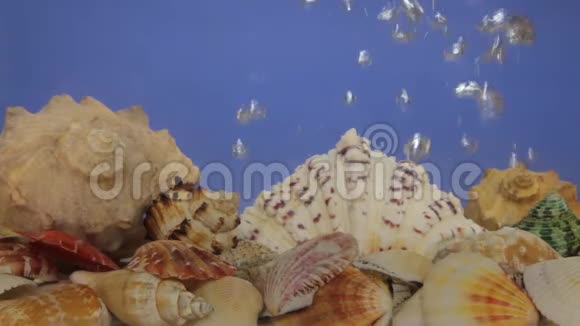 海水中的贝壳和气泡视频的预览图