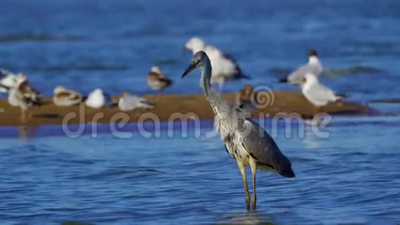 在一个阳光明媚的夏日早晨灰鹭鸟阿尔迪亚西涅雷亚穿过浅水视频的预览图