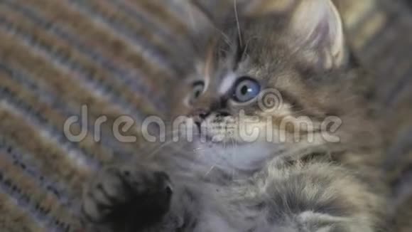 可爱的波斯小猫在家好奇的灰色小猫小宠物视频的预览图