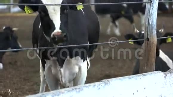 牛头穿过篱笆视频的预览图