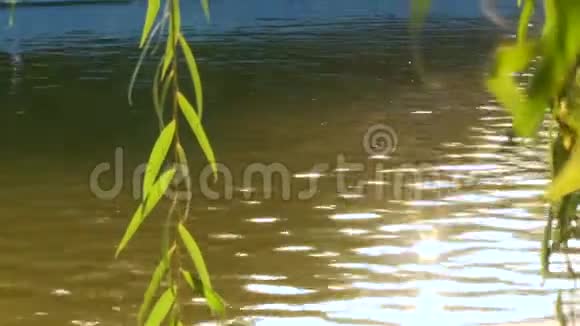柳枝挂在水的背景上从水中闪烁视频的预览图