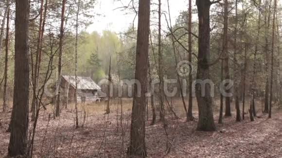 森林中的木屋宽镜头视频的预览图