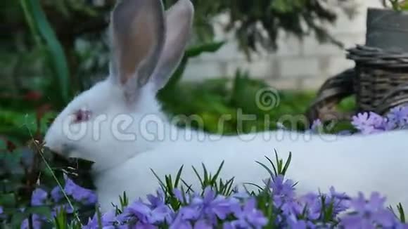 白兔穿紫色的花视频的预览图