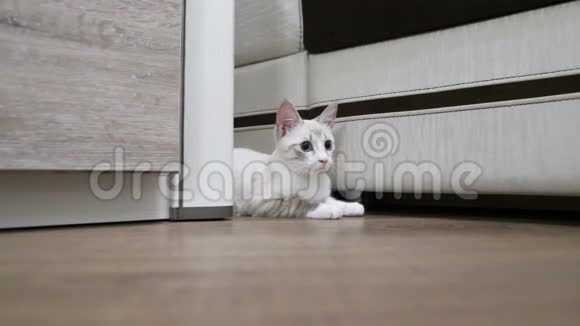 一只小猫从柜子后面猎来视频的预览图