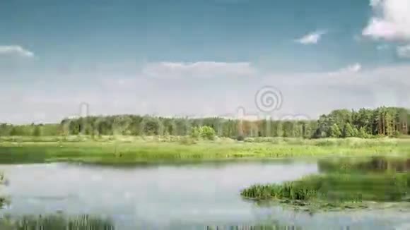 白俄罗斯的河流景观或俄罗斯的欧洲部分在夏季晚上河畔绿柳树林视频的预览图