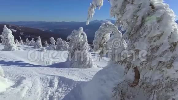高原上的雪杉树冬天的童话故事视频的预览图