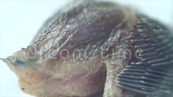 新生鸟的后体视频的预览图