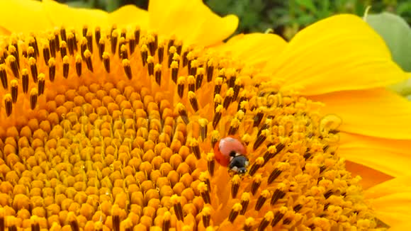 黄色向日葵上有花粉的红瓢虫视频的预览图