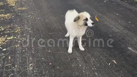 在秋天的柏油路上嬉戏的小狗视频的预览图