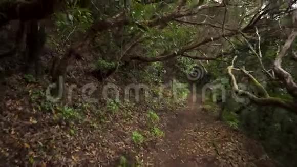 雨林丛林小道位于西班牙加那利群岛特内里费亚纳加山脉的雨林视频的预览图