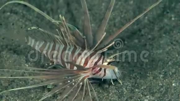 苏鲁海沙上的红狮子鱼田鼠视频的预览图