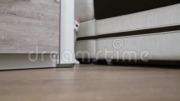 一只小猫从柜子后面猎来视频的预览图