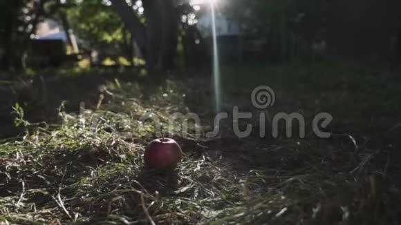 红熟汁苹果落在绿草上秋天在水果园或苹果园收获的时间视频的预览图