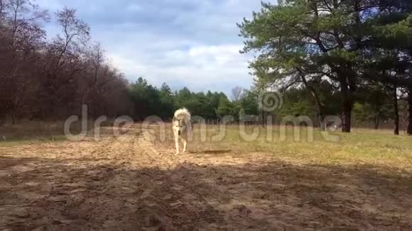 狗马拉穆特沿着森林沙路行驶视频的预览图