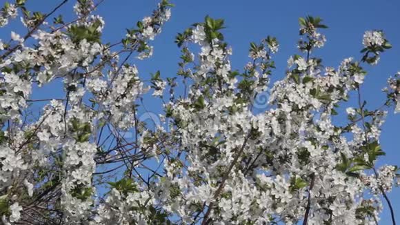 蓝天上樱花树的花朵视频的预览图