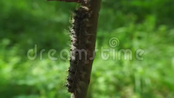 绿树丛中的毛毛虫视频的预览图
