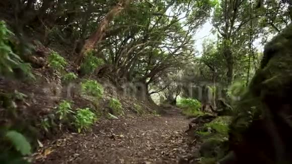 雨林丛林小道位于西班牙加那利群岛特内里费亚纳加山脉的雨林视频的预览图