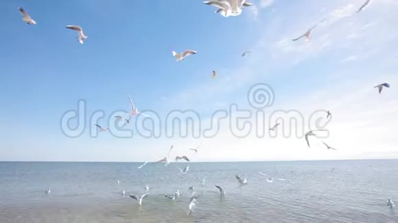 海鸥在海岸上觅食海鸥在海岸上觅食海景视频的预览图