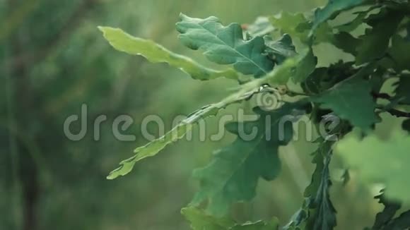 森林中的橡树叶视频的预览图