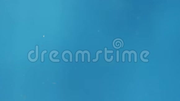 一种新鲜的覆盆子正在蓝色背景下溅入水中视频的预览图