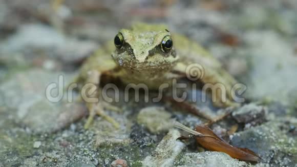 博格青蛙在森林小径前景视频的预览图