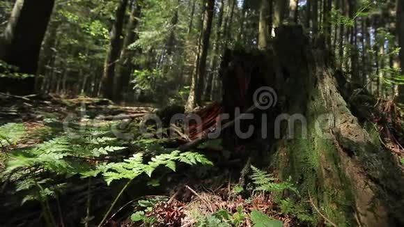 森林里的蕨类植物和树桩视频的预览图