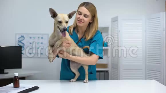 微笑兽医医生在兽医诊所抚摸微笑的狗宠物健康检查视频的预览图