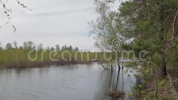 西伯利亚泰加河洪水淹没了全景视频的预览图