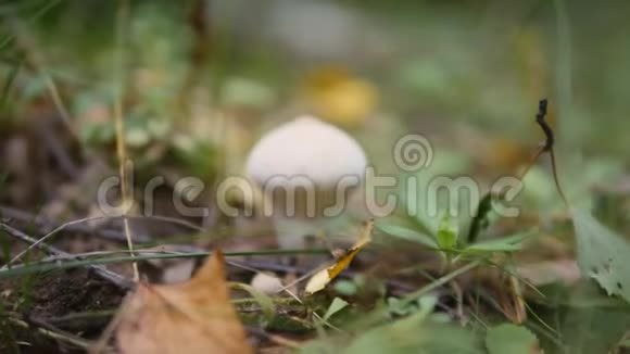 秋林中的弹球蘑菇视频的预览图