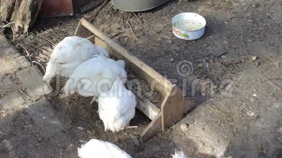 在农场院子里吃东西的白母鸡视频的预览图
