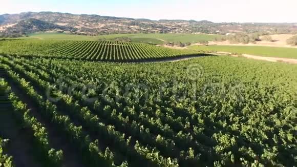 空中全景葡萄园视频的预览图