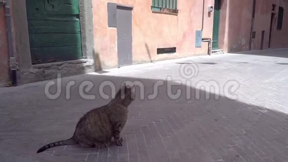 一只大肥猫坐在阿根廷蒙特街上视频的预览图