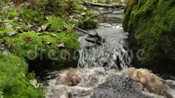 绿色雨林中的瀑布视频的预览图