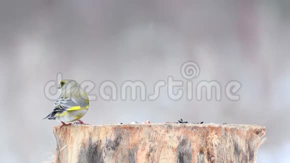 欧洲绿雀红雀在冬季鸟类饲养器上视频的预览图