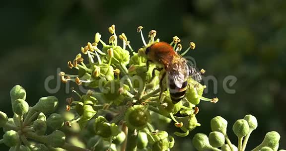 欧洲蜜蜂蜜蜂成熟蜜蜂常春藤的花海德拉螺旋诺曼底的成虫聚集花粉视频的预览图