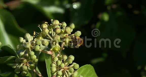 欧洲蜜蜂蜜蜂成熟蜜蜂常春藤的花海德拉螺旋诺曼底的成虫聚集花粉视频的预览图