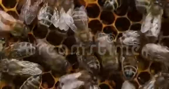 蜜蜂蜜蜂蜜蜂女工人照顾幼虫在Brood梳子蜜蜂蜂巢在诺曼底视频的预览图