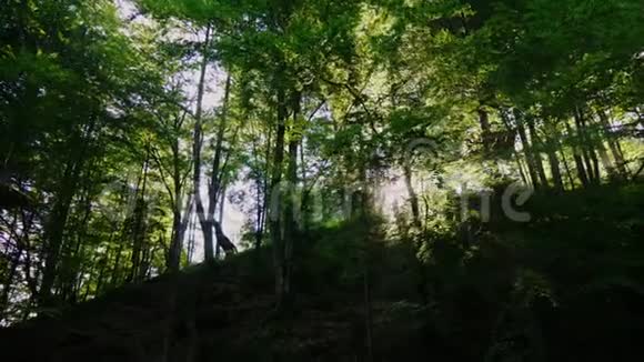早晨的阳光透过森林是神圣的4K10位视频视频的预览图