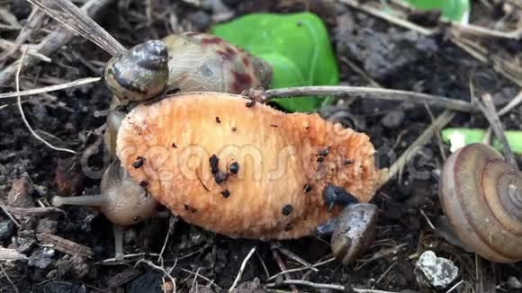蜗牛吃干种粮视频的预览图