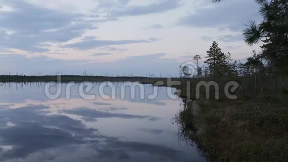 傍晚时分森林湖岸边的干燥树木分开视频的预览图